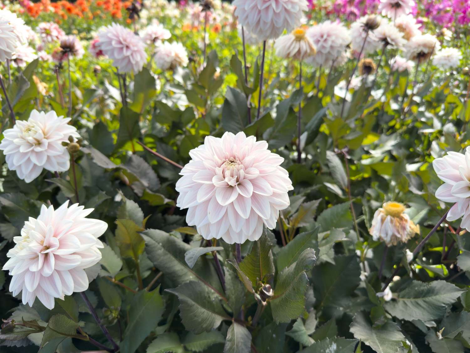 Dahlie ‘Candlelight Ivory Blaze’